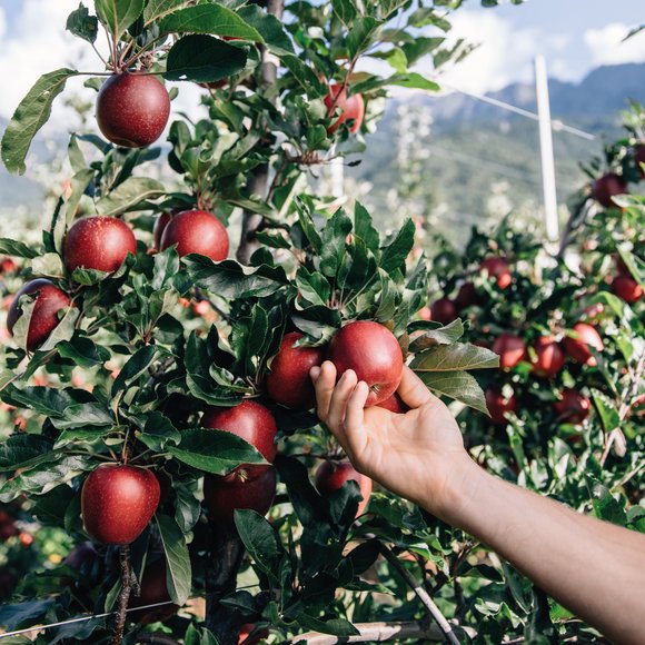 Der Apfel fällt nicht weit vom Stamm