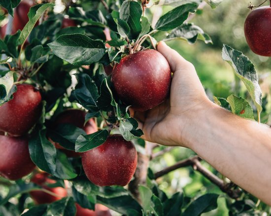 Le visite guidate del maso con Hannes e degustazione di succo di mele